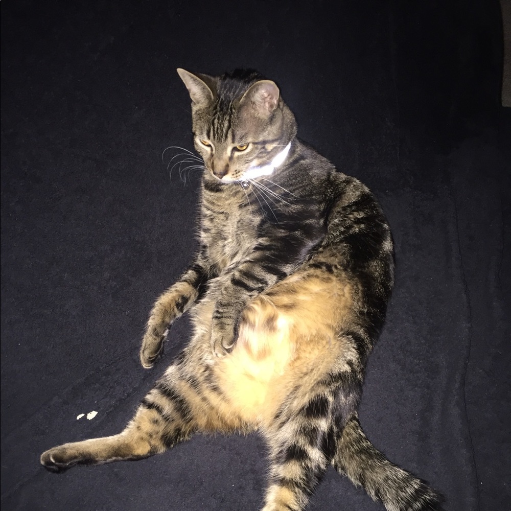 Meet your Posher, Joy